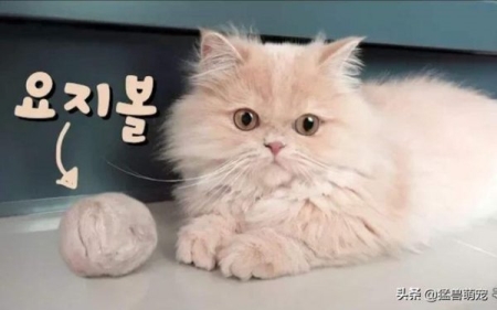 猫咪冠状病毒能治好吗?