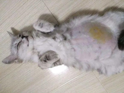 猫咪冠状病毒能治好吗?