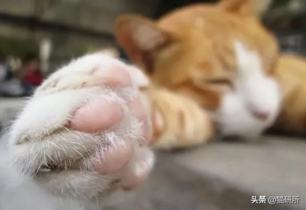 猫咪冠状病毒能治好吗?