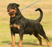 要知道狗狗停止生长的时间是什么来决定狗狗