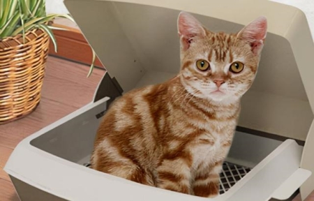 龙猫抑郁症的表现