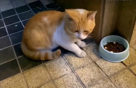 公猫有滴尿症状