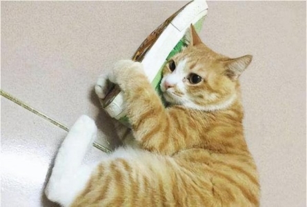 公猫有滴尿症状