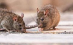 世界最小跳鼠体重和一元硬币差不多体长仅矿