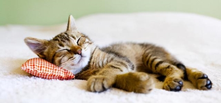 拥有蒙娜丽莎爱称的孟买猫,最简单有效的鉴别方法全在这里 孟买猫怎么看纯不纯