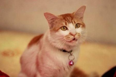 拥有蒙娜丽莎爱称的孟买猫,最简单有效的鉴别方法全在这里 孟买猫怎么看纯不纯