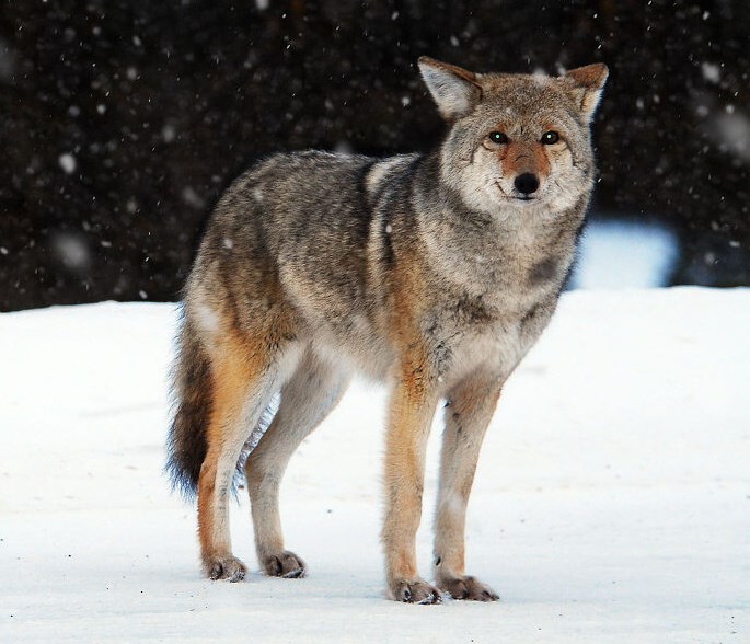 现在故宫晚上有人住吗?没人敢住都是放狼狗护