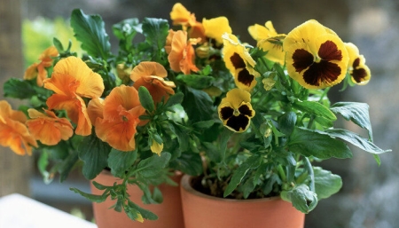 孕前检查是免费的吗？孕前检查的费用是多少