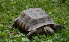 目前世界上公认最大乌龟象