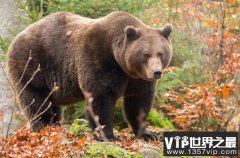 世界上最小的蛇