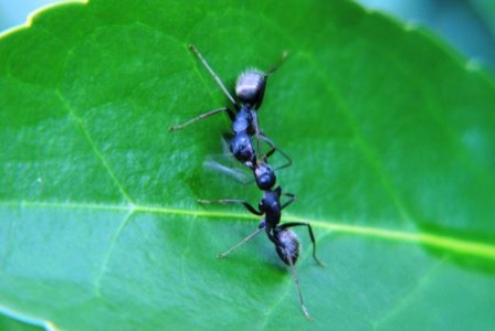 科学家说西红柿的进化之谜