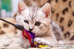 猫吃了死老鼠、药物中毒，铲屎官到底该预防猫吃到死老鼠药要吃什么药