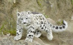 北太平洋虎鲸研究显示，虎鲸并非都是同一物