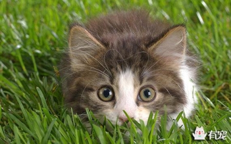 猫咪体内驱虫药大盘点,不聊频率只聊功效,不选贵的只选对的 猫体内驱虫药