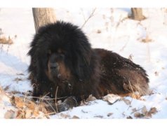 探访青岛市犬只收养服务基地，想养狗狗这儿