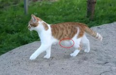 新手养猫攻略：新猫到家不吃不喝办？新猫到家不吃不喝几天