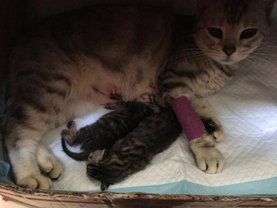 猫咪胸腔积水初期症状