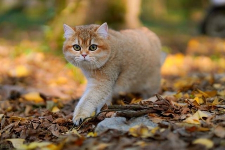 猫咪知识：猫咪只尿不拉屎怎么办？猫咪只排尿不排便什么真相