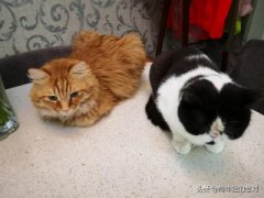 猫咪便秘了排泄困难解决办法？兽医给你来支支招猫咪便秘了应该样解决呀吃什么药
