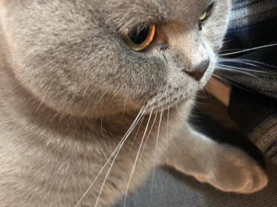 猫咪便秘了排泄困难怎么办？兽医给你来支支招 猫咪便秘了应该怎么样解决呀吃什么药