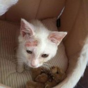 猫咪舔生殖器是在自娱自乐吗？别逗啦！猫主