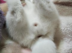 铲屎官缺乏对爱猫的陪伴，猫咪患上抑郁症后，两种方法能够缓解！猫抑郁症的医治方法