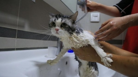 铲屎官缺乏对爱猫的陪伴,猫咪患上抑郁症后,两种方法能够缓解! 猫抑郁症的医治方法