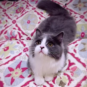 铲屎官缺乏对爱猫的陪伴,猫咪患上抑郁症后,两种方法能够缓解! 猫抑郁症的医治方法