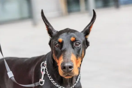 狗狗耳朵容易藏脏东西,主人给狗狗清洁耳朵,要分3步来 狗狗耳朵清理方法有哪些