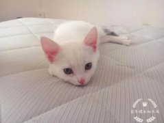 蓝白折耳猫容易生病吗？