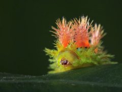 世界上最老的龙虾132岁？和虾主人生活20年后被放