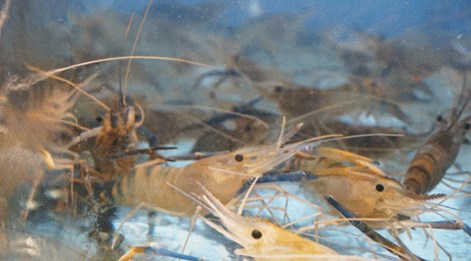 美洲螯龙虾:又称波士顿龙虾相当昂贵的一种龙虾