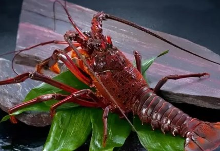 美洲螯龙虾:又称波士顿龙虾相当昂贵的一种龙虾