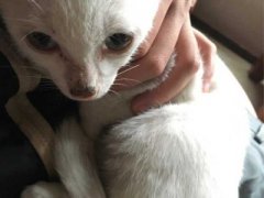 小猫积食不拉屎解决办法？小猫咪积食了解决