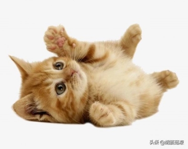 小猫积食不拉屎怎么办?小猫咪积食了怎么办?