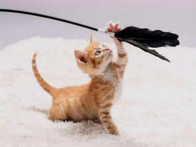 小猫积食不拉屎怎么办?小猫咪积食了怎么办?