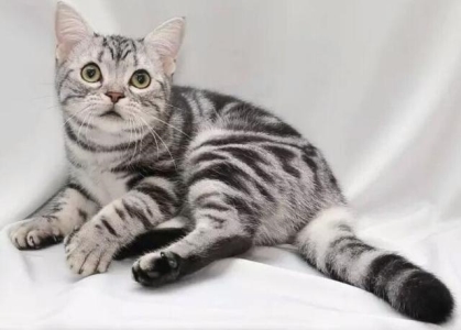 终于找到让猫咪不挠沙发的办法了?一招让猫不抓沙发