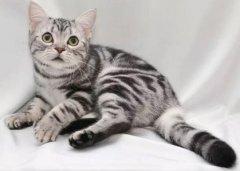 终于找到让猫咪不挠沙发的解决办法？法了一