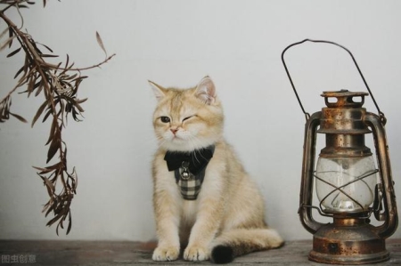 怎么看加菲猫有没有生病