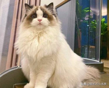 怎么看加菲猫有没有生病