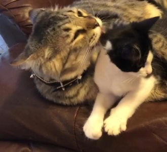 打猫打到尿都流出来