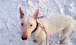 五个月金毛身高体重标准是多少?当身高体重过低或过高要注意什么?五个月的金毛标准体重是多少