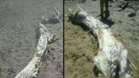 长颈鹿能踢死狮子吗？