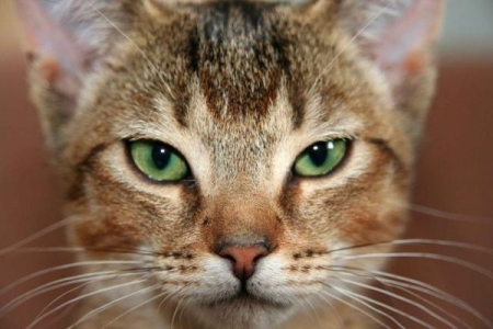 养猫不要养这7种猫！不是迷信，都是有依据的