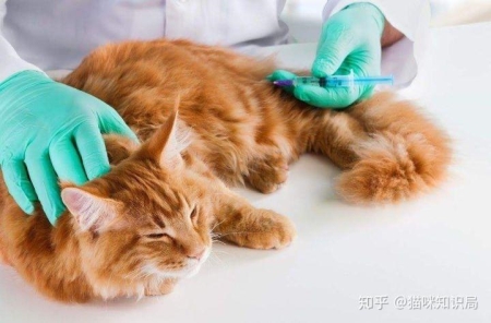 布偶猫都吃什么主食罐？布偶猫都吃什么主食罐头