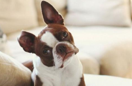 金毛犬不吃饭是什么原因？怎么能让它吃饭？金毛犬不吃饭怎么办？