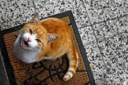 猫冠状病毒试纸检查准吗？