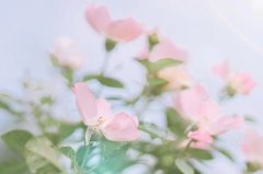 苹果中范冰冰和梁家辉是真戏吗？洗脚小妹被老板强迫了