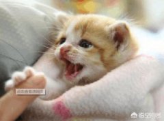 流浪猫要不要投喂？在路上见到流浪猫该办？