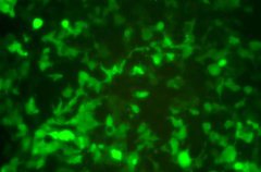 九层妖楼存在，血渭一号大墓至今不敢深挖